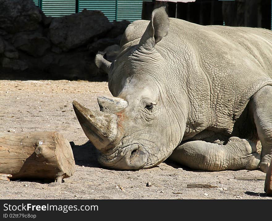 Beautiful rhinoceros sleeping in a zoo