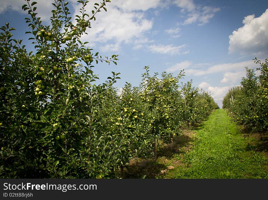 Orchard and apples.