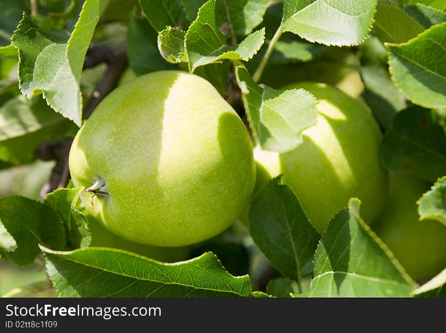 Green Apple. Close Up.