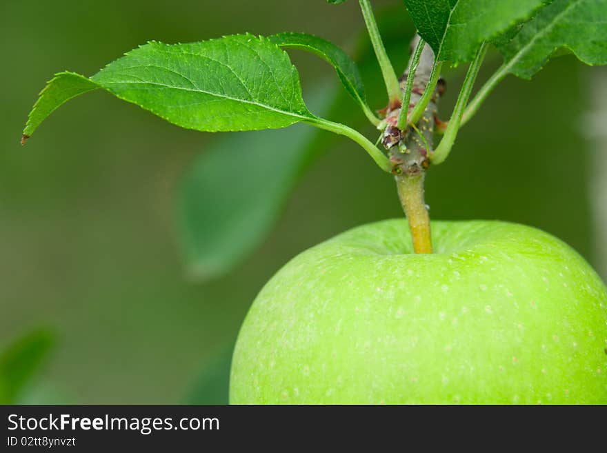 Green Apple. Close Up.