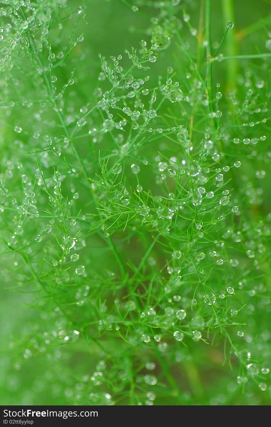 Water drops on green garden herb. Water drops on green garden herb