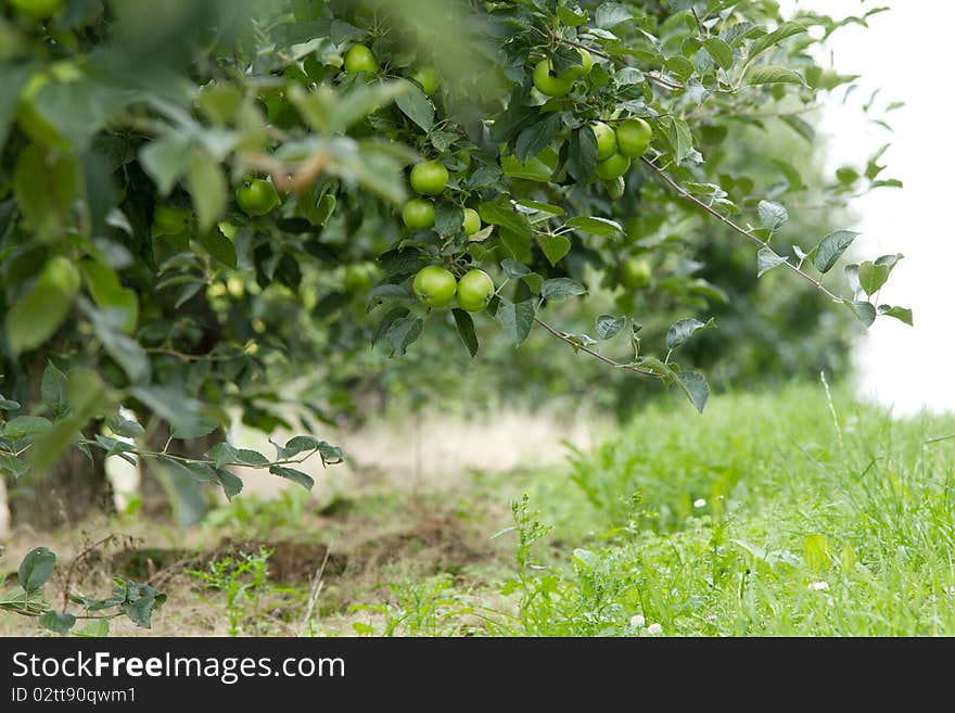 Orchard And Apples.