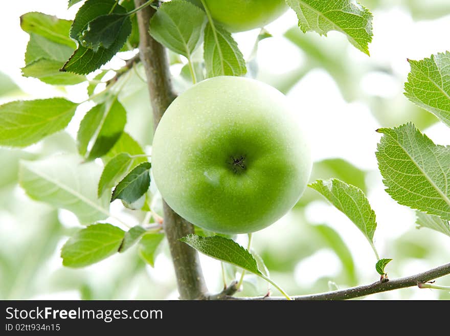 Green Apple. Close Up.