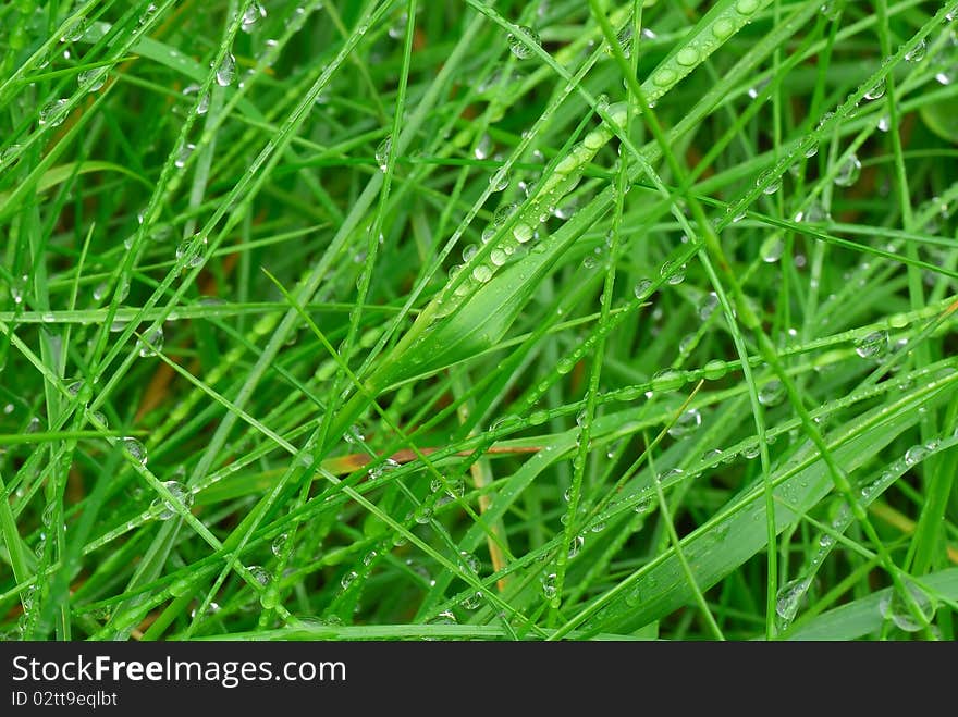 Water drops on green fresh long grass. Water drops on green fresh long grass