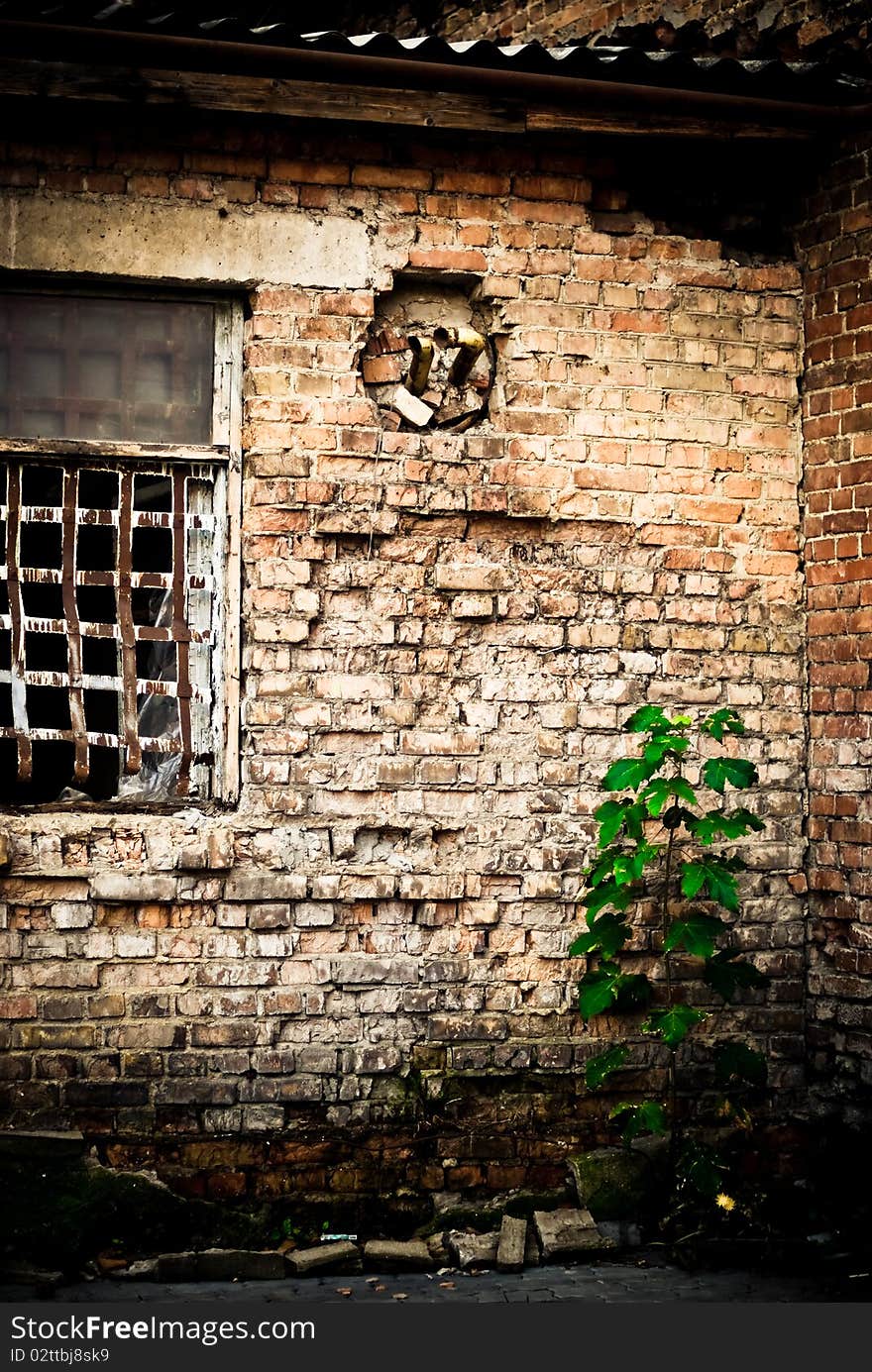 Beautiful green plant at old brick building corner. Beautiful green plant at old brick building corner