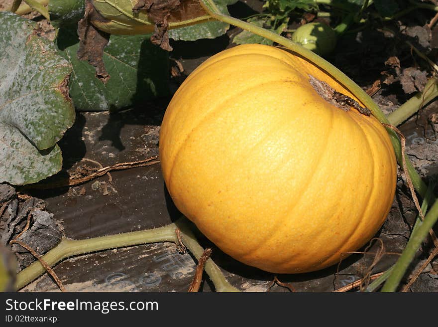 Organic pumpkin in a farm