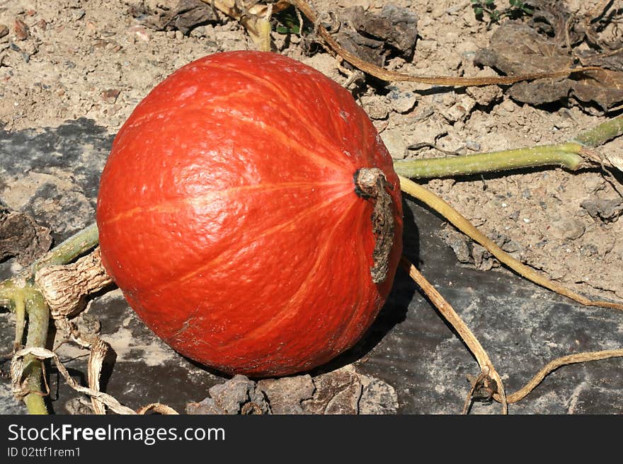 Organic pumpkin in a farm