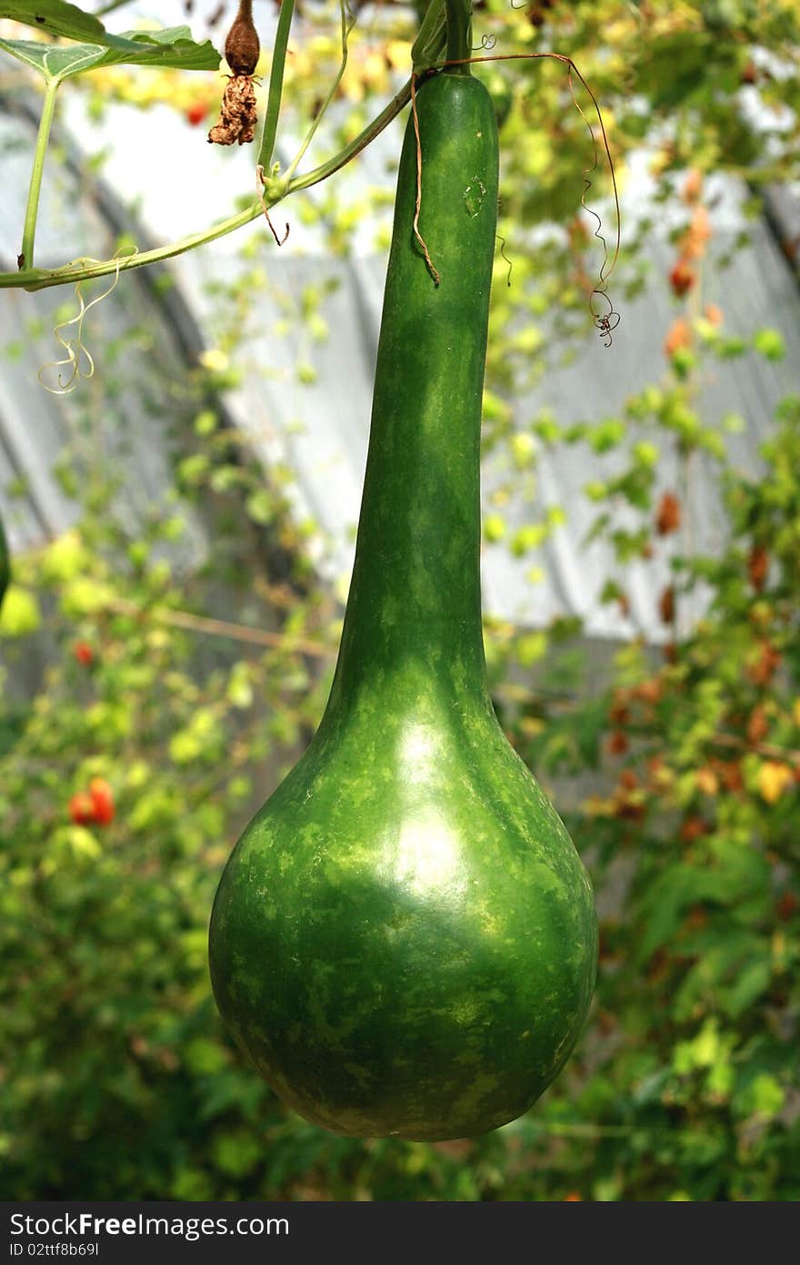 Organic pumpkin in a farm