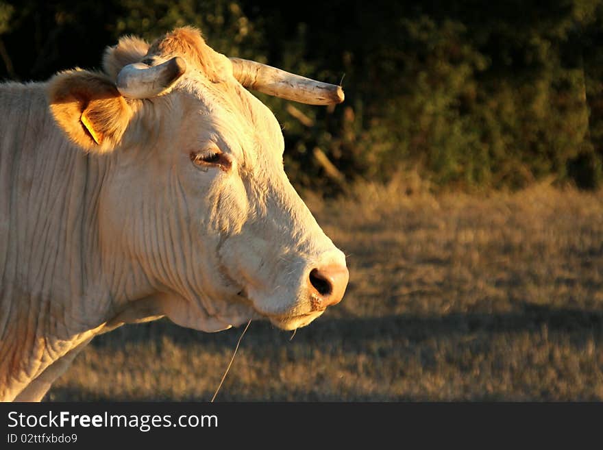 Cow