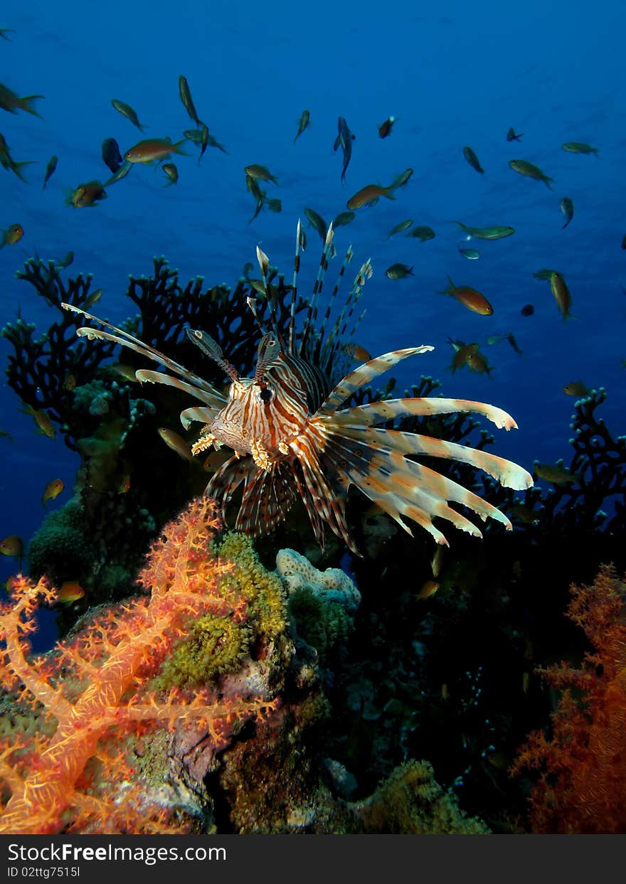 Lionfish