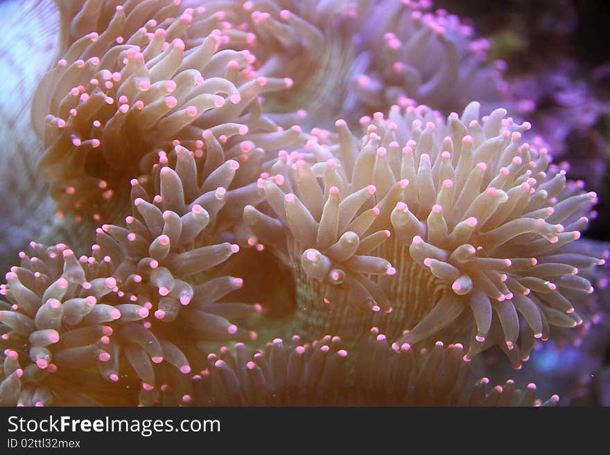 This is Sea flower in a big aquarium