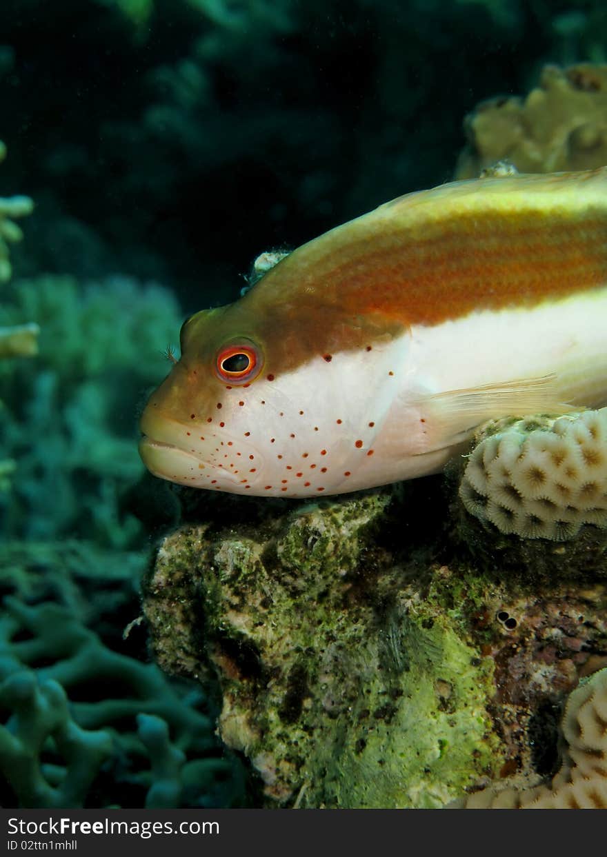 Hawkfish