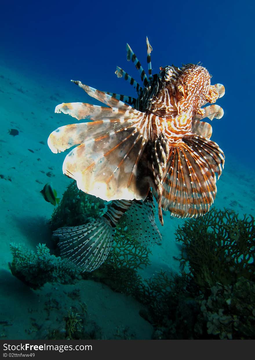 Lionfish