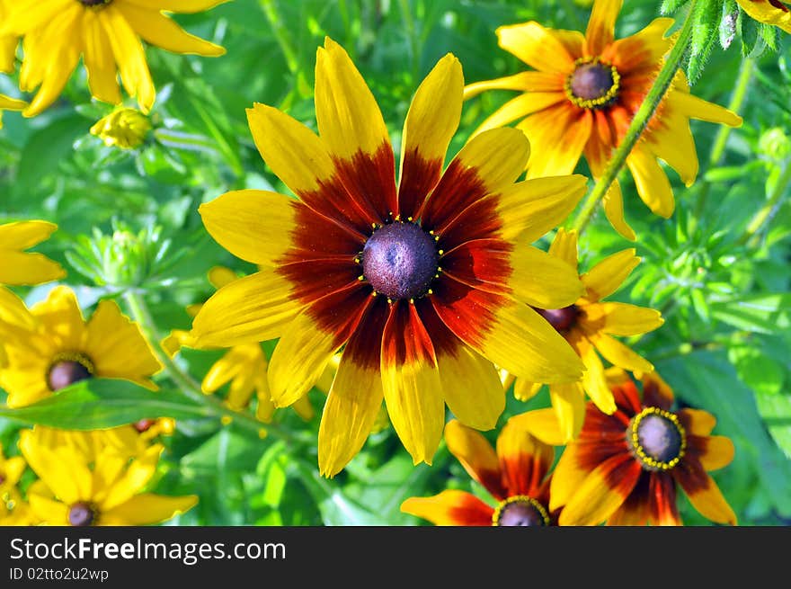 Yellow flowers Rudbeckia