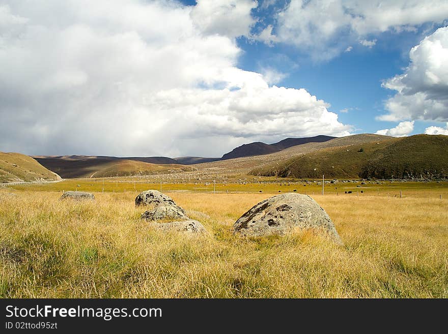 Beautiful pasture