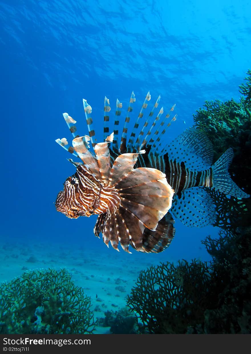 Lionfish