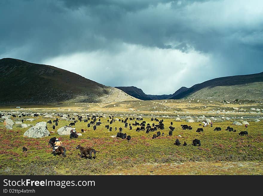 There is a beautiful pasture in highland,ganzi,sichuan.