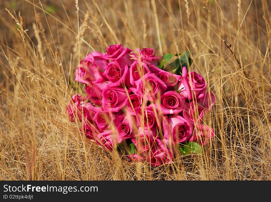 A roses in a field