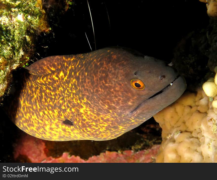 Yellowmargin Moray