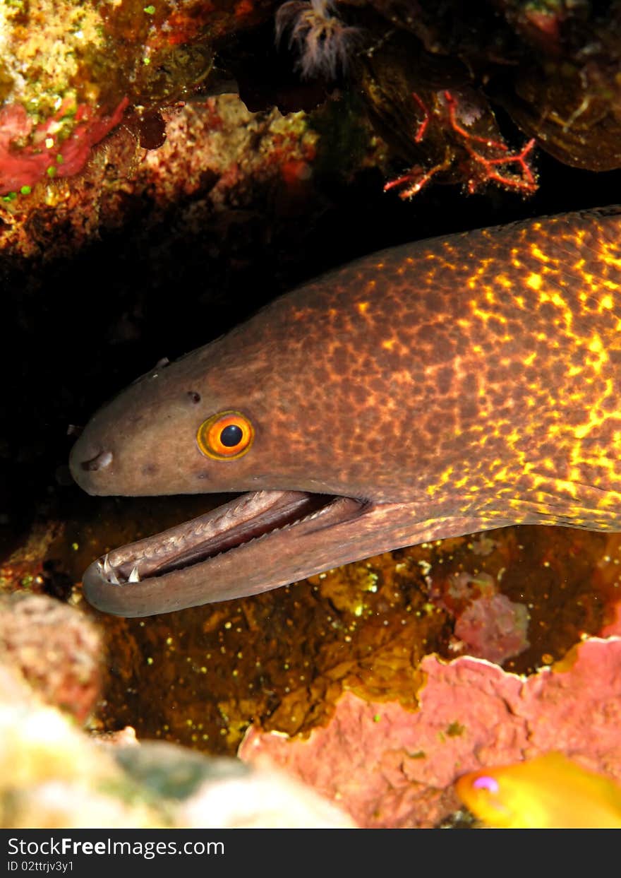 Yellowmargin Moray