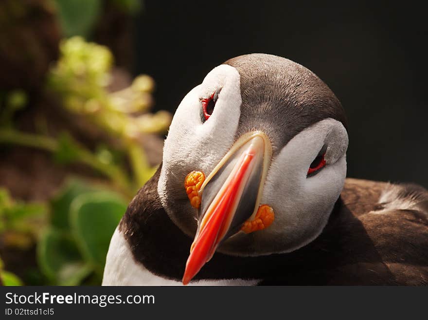 Bold, Curious Puffin