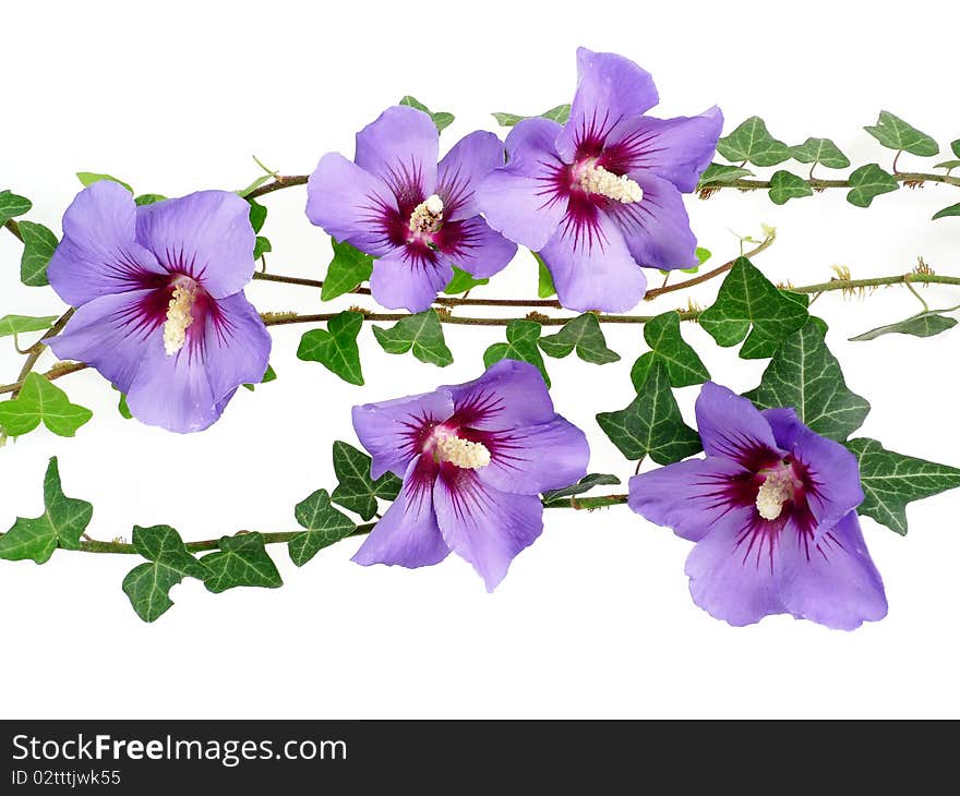 Floral decoration from hibiscus flowers