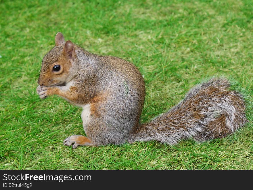 Squirrel feeding on grass, representing summer, green grass, sunny weather and beauty of animals found in wild. Squirrel feeding on grass, representing summer, green grass, sunny weather and beauty of animals found in wild.