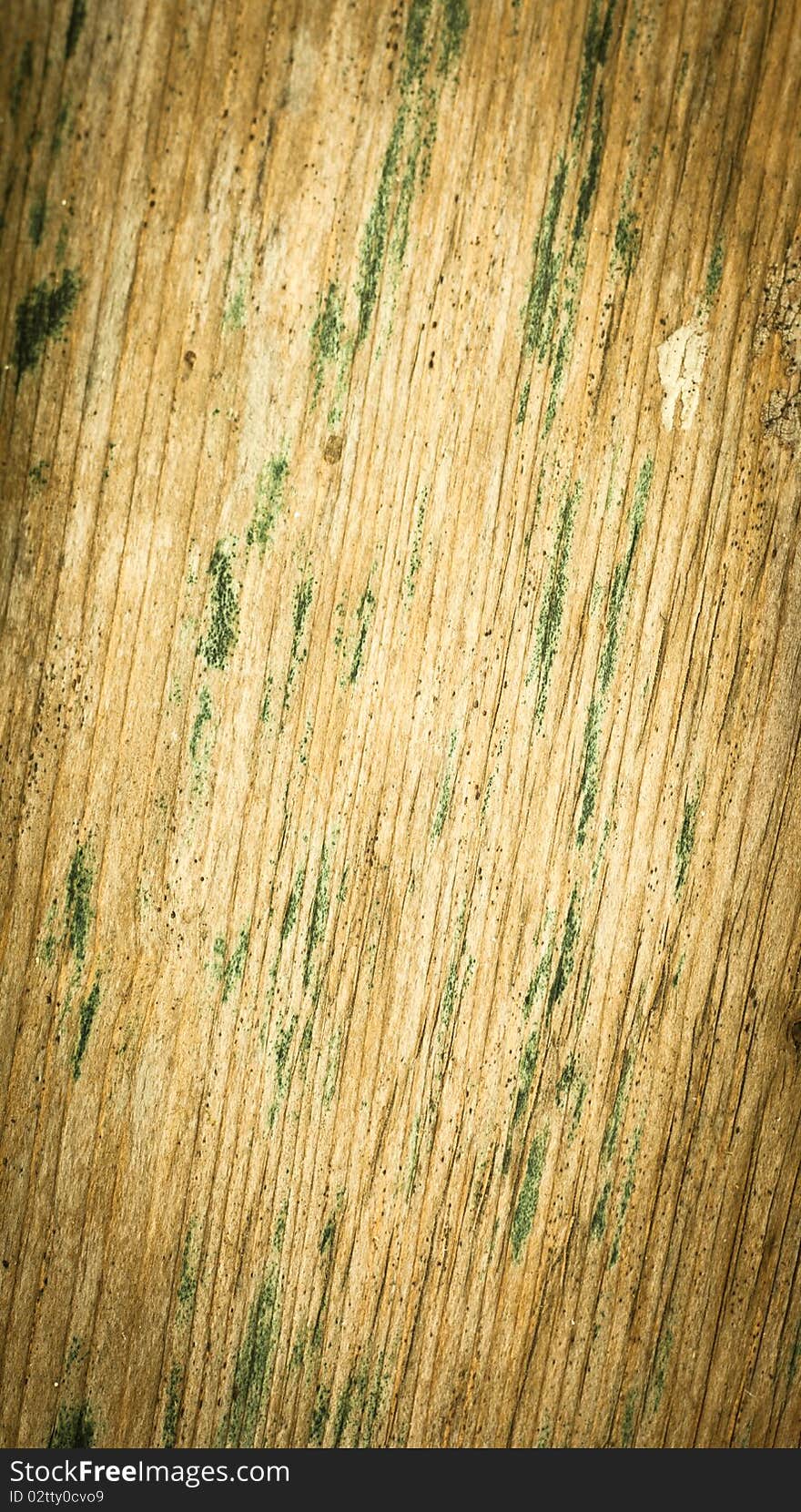 Wood Texture