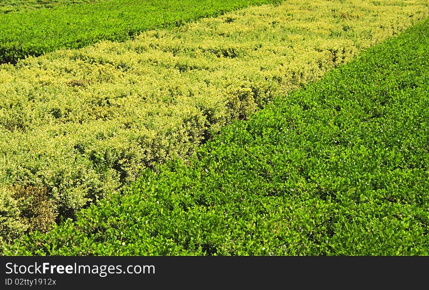 Green and yellow hedge in a park