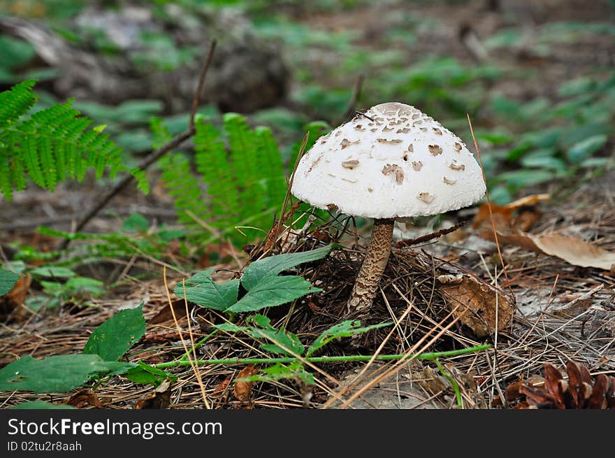 Parasol mushroom in a forest near  Battifollo, Ceva, in Piedmont, Italy. Parasol mushroom in a forest near  Battifollo, Ceva, in Piedmont, Italy.