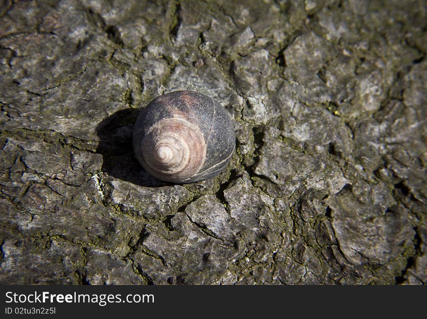 Seashell All Alone