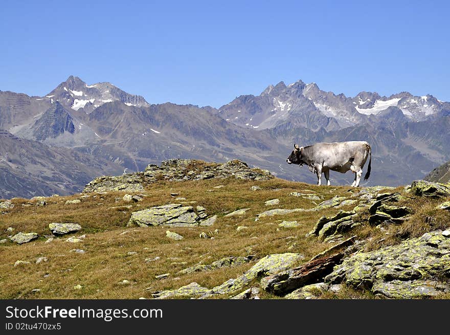 Cow in the slopes of the Alps mountains Alps in the background. Cow in the slopes of the Alps mountains Alps in the background