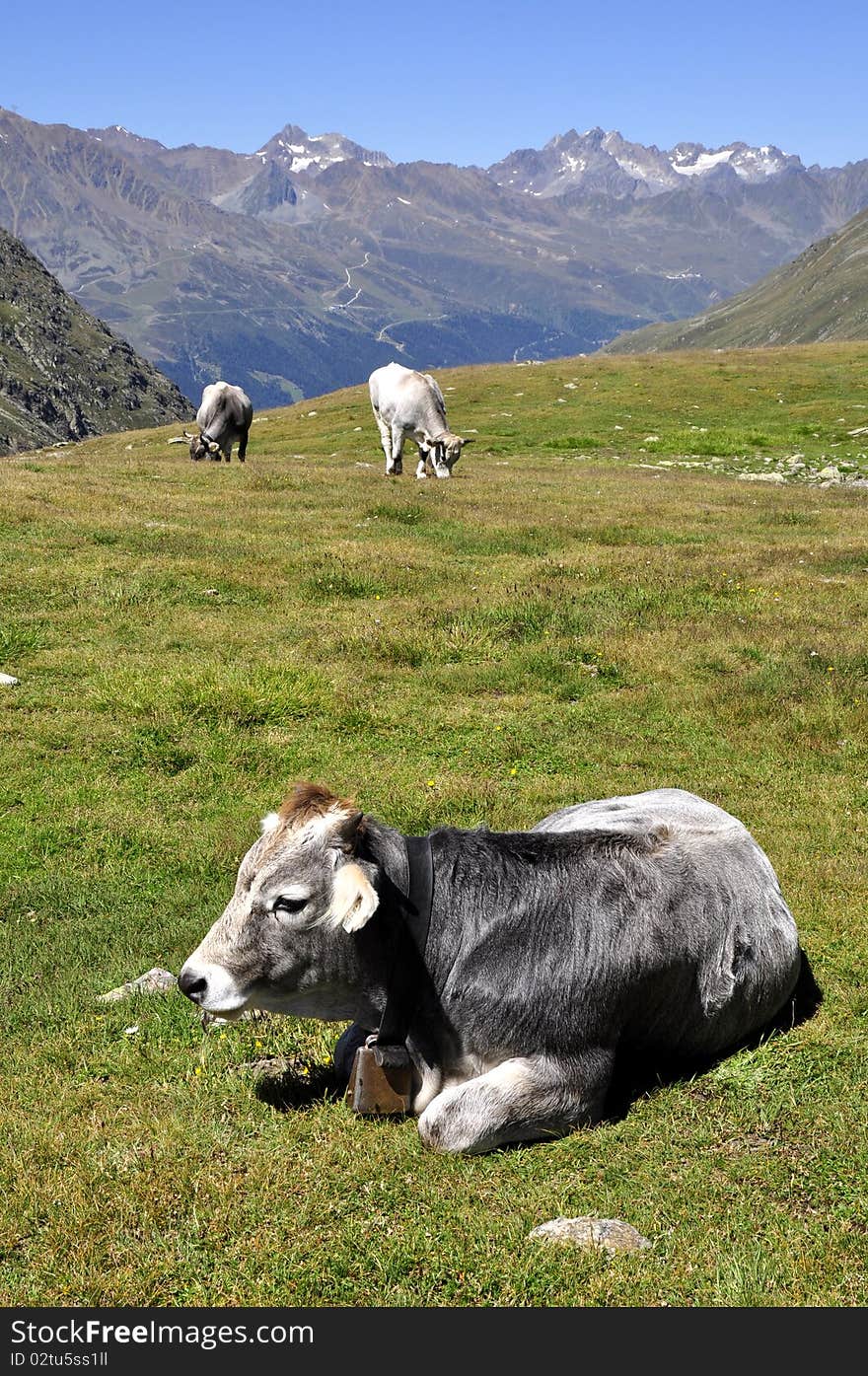 Cow in the slopes of the Alps mountains Alps in the background. Cow in the slopes of the Alps mountains Alps in the background