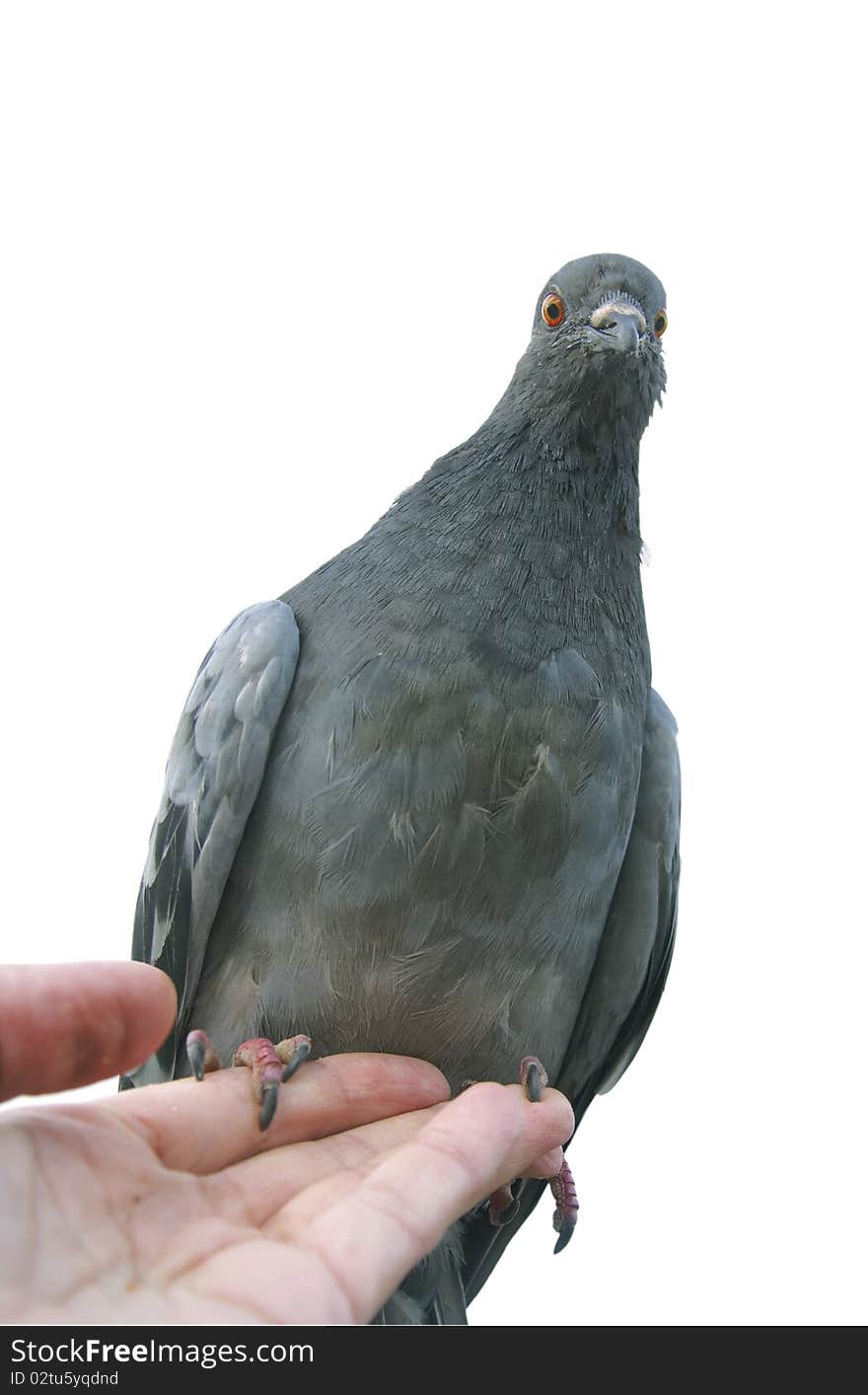 Bird on hand