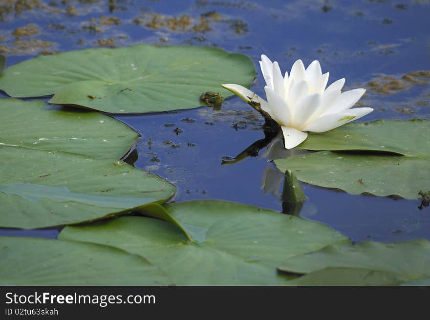 Water lily in the swamp. Water lily in the swamp