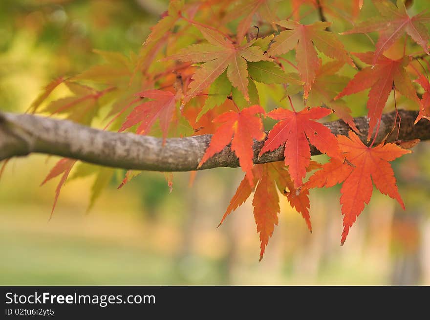 Autumn tree in a park, shallow DOF, focus on the leaves. Autumn tree in a park, shallow DOF, focus on the leaves