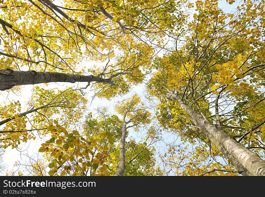 The beauty of autumn in the park. The beauty of autumn in the park