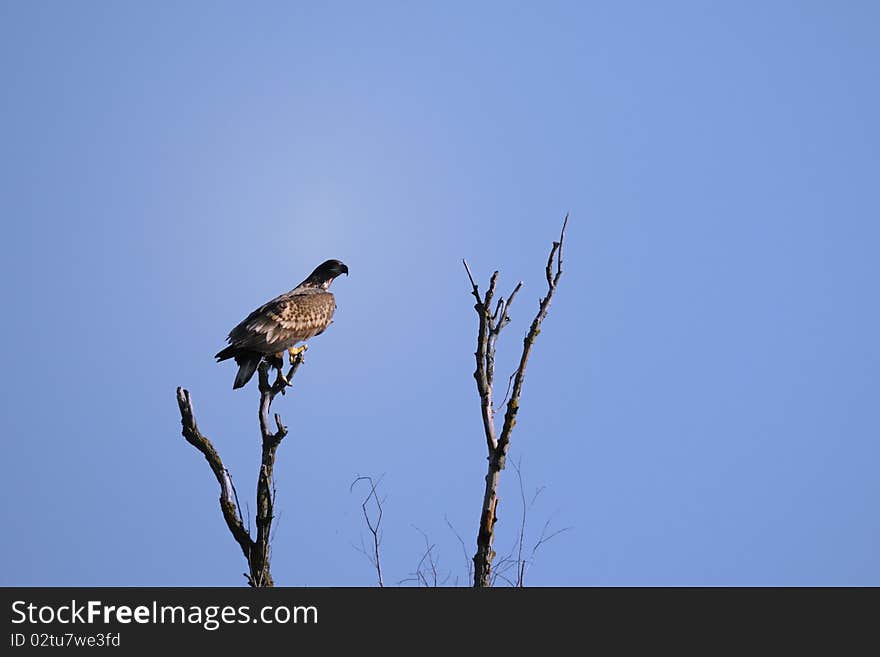 Eagle in the nature park at the top of the tree. Eagle in the nature park at the top of the tree