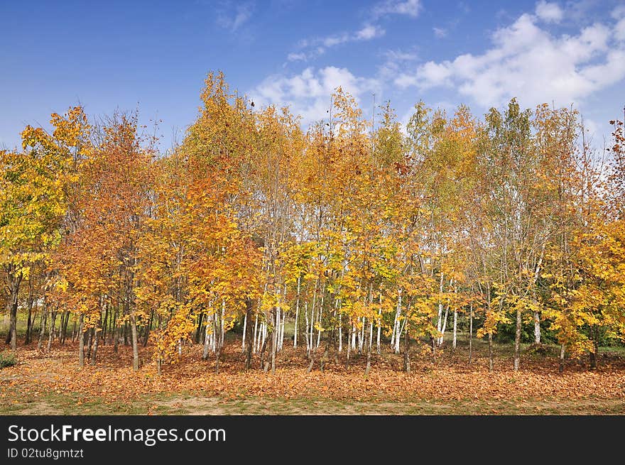 The beauty of autumn in the forest