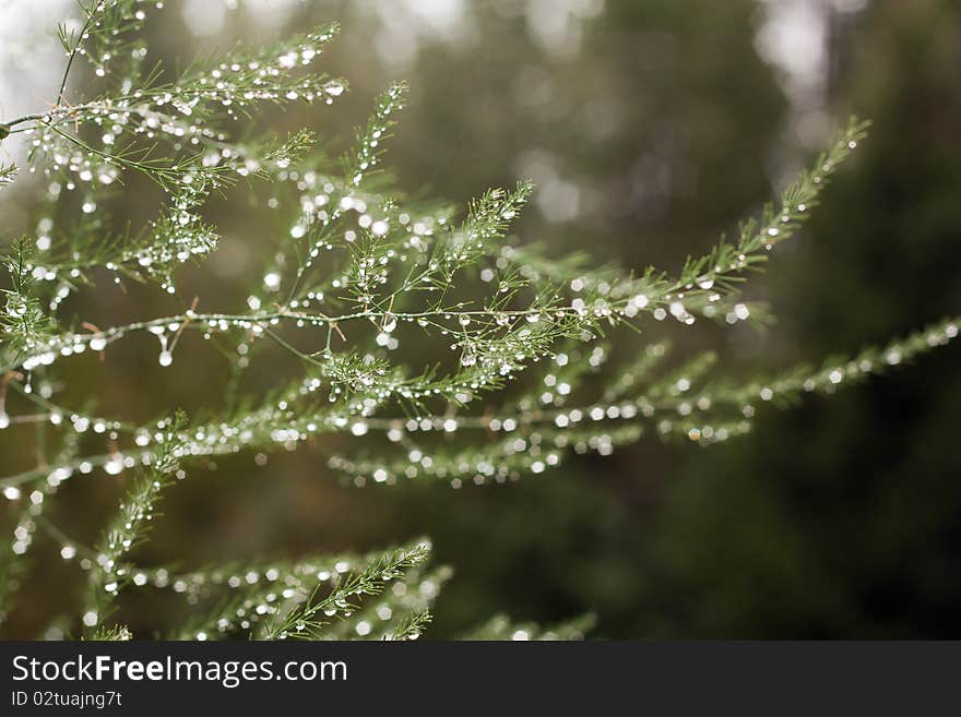 Decorative Bush In Dew Drops