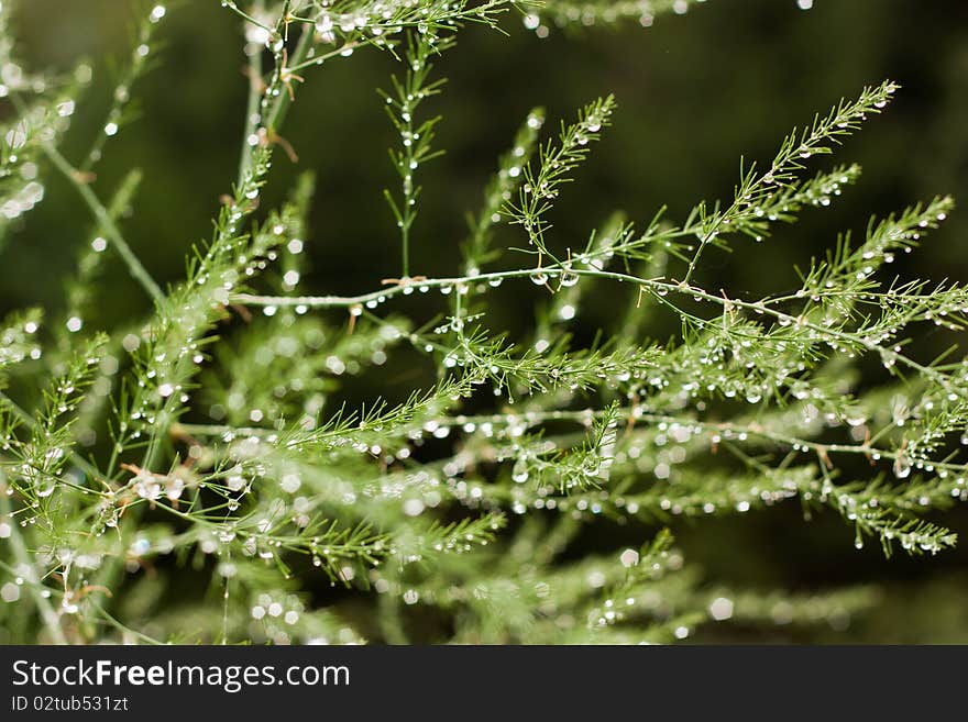 Decorative Bush In Dew Drops