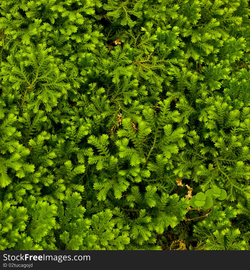 Green moss can be use as a texture, this photo was taken from the urban farm.