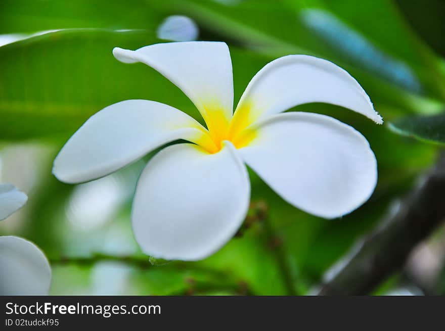 Closeup of blooming white Plumeria