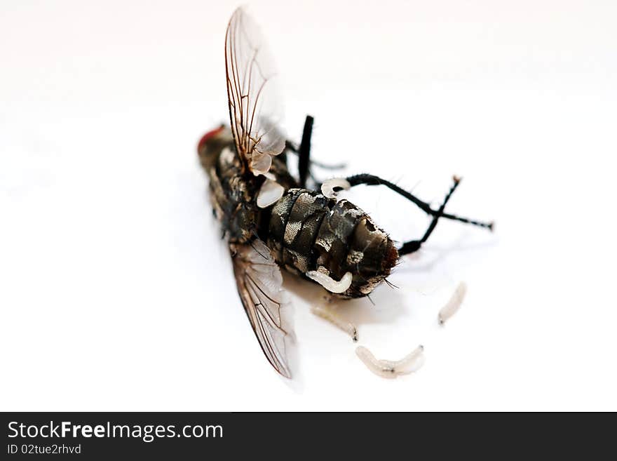 Fly birth on white background