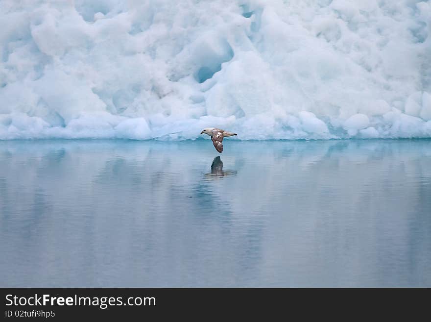 A bird flying close to water surface and the reflection of the bird seen in the water. An iceberg creates the background. A bird flying close to water surface and the reflection of the bird seen in the water. An iceberg creates the background.