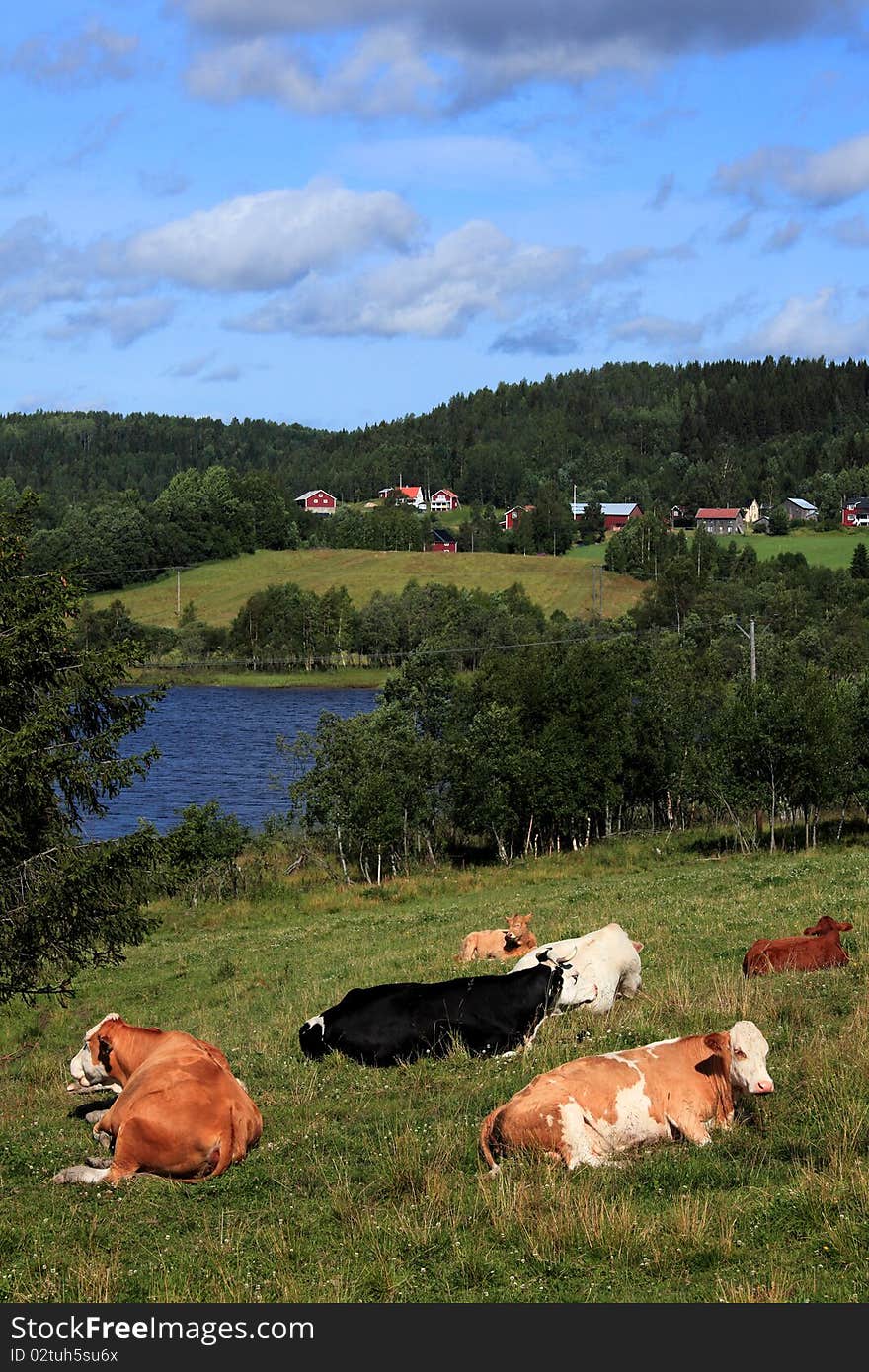 A typical landscape in the north part of sweden called the high coast