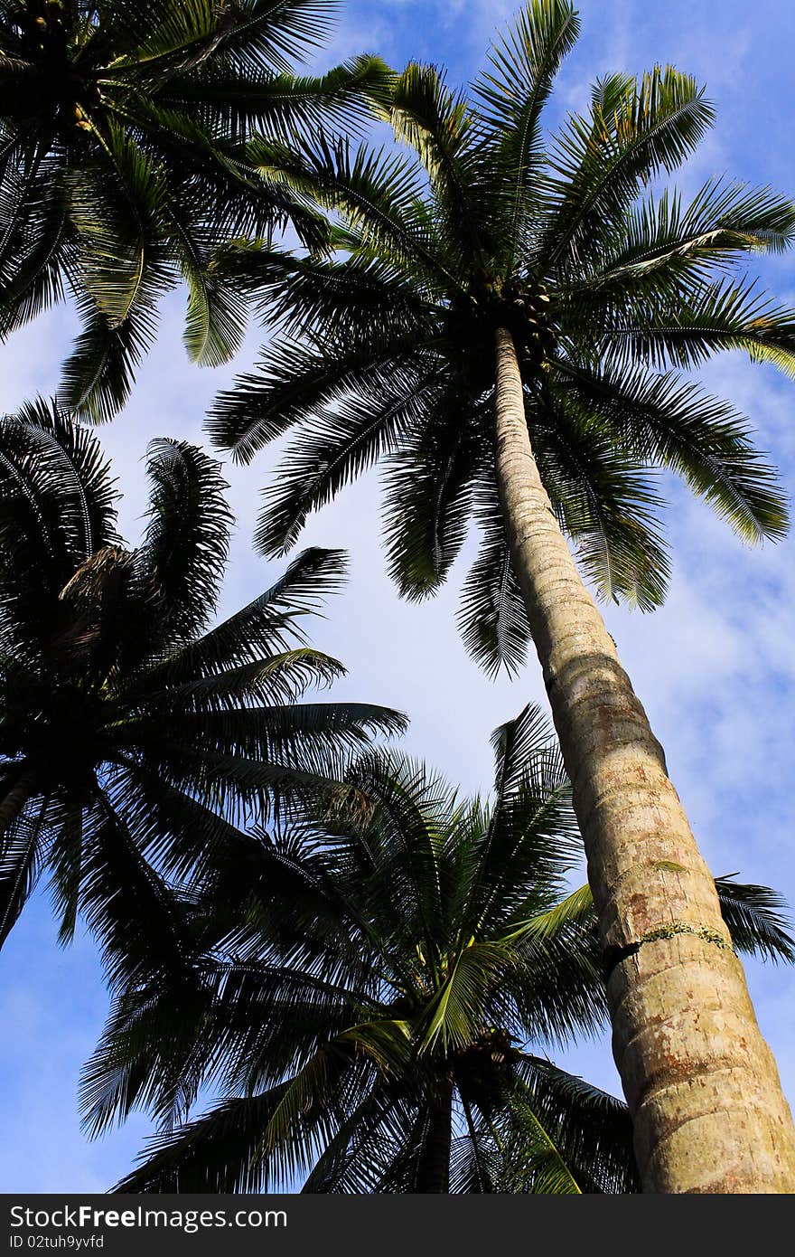 Coconuts tree and blue sky