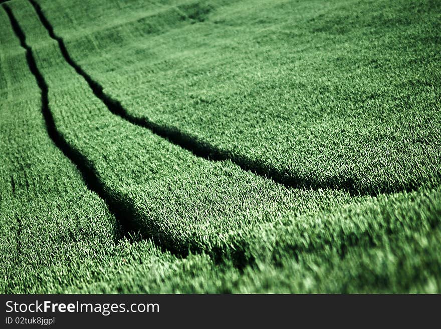 Field of wheat