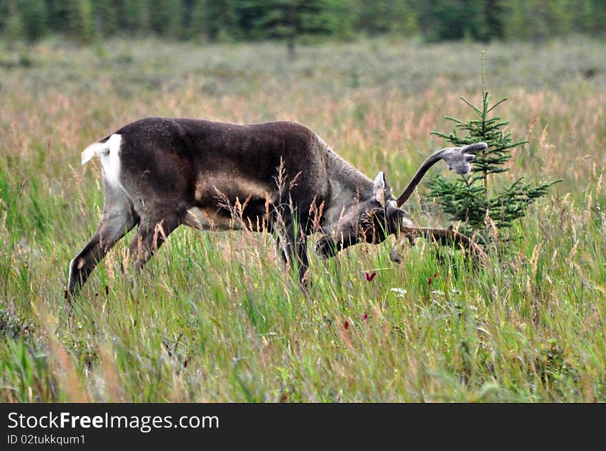 Caribou Trophy