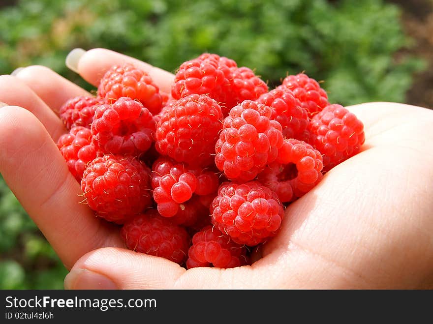 Handful of a ripe red raspberry in a hand. Handful of a ripe red raspberry in a hand